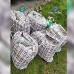 captura uriasa de droguri la frontiera romano bulgara 37 de kilograme de canabis descoperite intr un transport de arbusti ornamentali 694171ba3c0ca