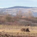 un animal misterios observat in padurile romaniei cum explica specialistii aparitia surprinzatoare video 6939c1e34c403