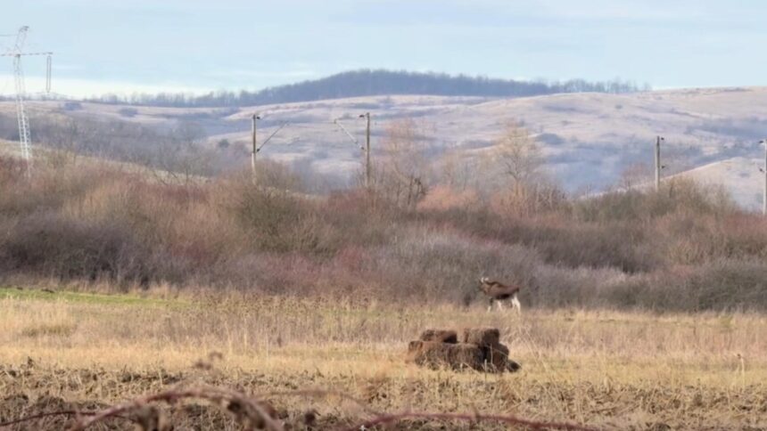 un animal misterios observat in padurile romaniei cum explica specialistii aparitia surprinzatoare video 6939c1e34c403