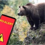 alerta de urs in sinaia autoritatile au emis un mesaj ro alert dupa ce animalul salbatic a fost observat aproape de castelul peles 69567c8cd3935