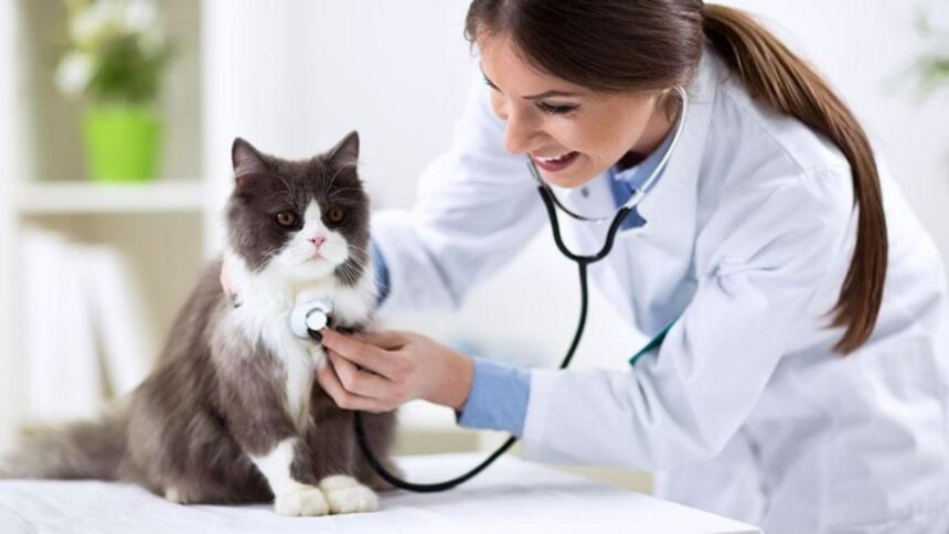cabinetele veterinare in pericol de inchidere dupa o decizie a guvernului medicii ameninta animalele vor avea de suferit 695dff8d46f1a