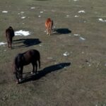 gerul a facut ravagii in delta dunarii zeci de cai salbatici au murit altii sunt grav bolnavi 6986f57dcef15