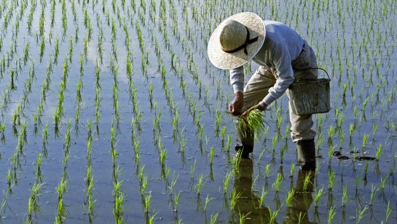 efectele razboiului din iran lipsa combustibilului ameninta productia de orez in asia 69da5276d51e4