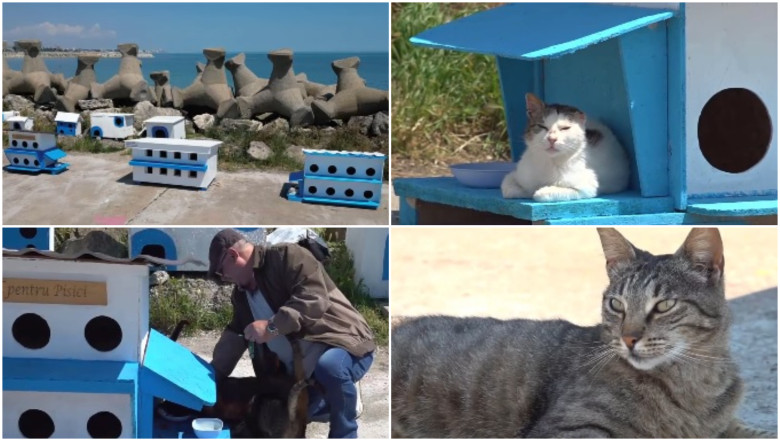 video faleza pisicilor noua atractie turistica pe litoral statiunea de la malul marii unde felinele abandonate au propria lor comunitate 6a127d8001c9e
