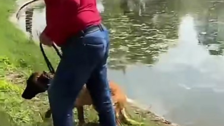 video un barbat e acuzat ca a incercat sa si inece cainele in lacul din parcul tineretului din capitala politia a deschis dosar penal 6a02a73ac6a52