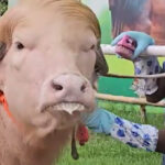video un bivol albinos cu coama blonda considerat sosia lui donald trump vedeta in bangladesh animalul va fi sacrificat 6a112a1979282