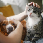animalele de companie si stresul cercetatorii contrazic o idee populara 6a37714fefe06