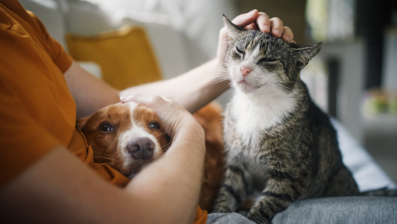 animalele de companie si stresul cercetatorii contrazic o idee populara 6a37714fefe06
