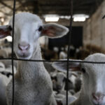 comisia europeana a extins interdictia privind exportul de ovine si caprine din romania anuntul lui tanczos barna 6a33ecc50663c