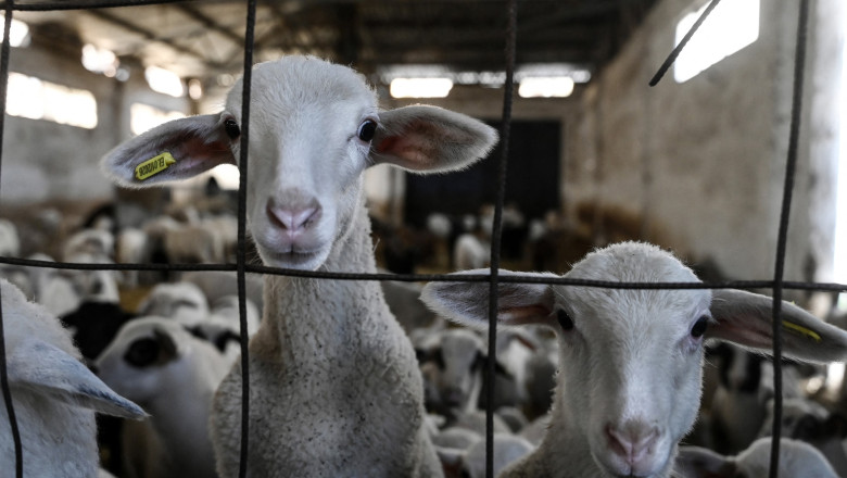 comisia europeana a extins interdictia privind exportul de ovine si caprine din romania anuntul lui tanczos barna 6a33ecc50663c