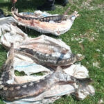 controale in delta dunarii sturioni descoperiti intr o lada frigorifica deversari ilegale in dunare si amenzi de 230 000 de lei 6a3139669bbd9