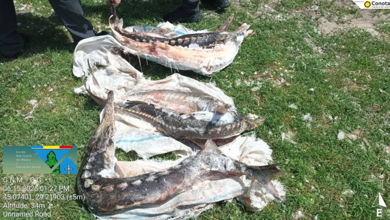 controale in delta dunarii sturioni descoperiti intr o lada frigorifica deversari ilegale in dunare si amenzi de 230 000 de lei 6a3139669bbd9