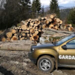 nereguli descoperite de garda forestiera intr o padure din suceava procurorii sesizati dupa taieri ilegale si furt de lemne 6a2fd9cfb4585